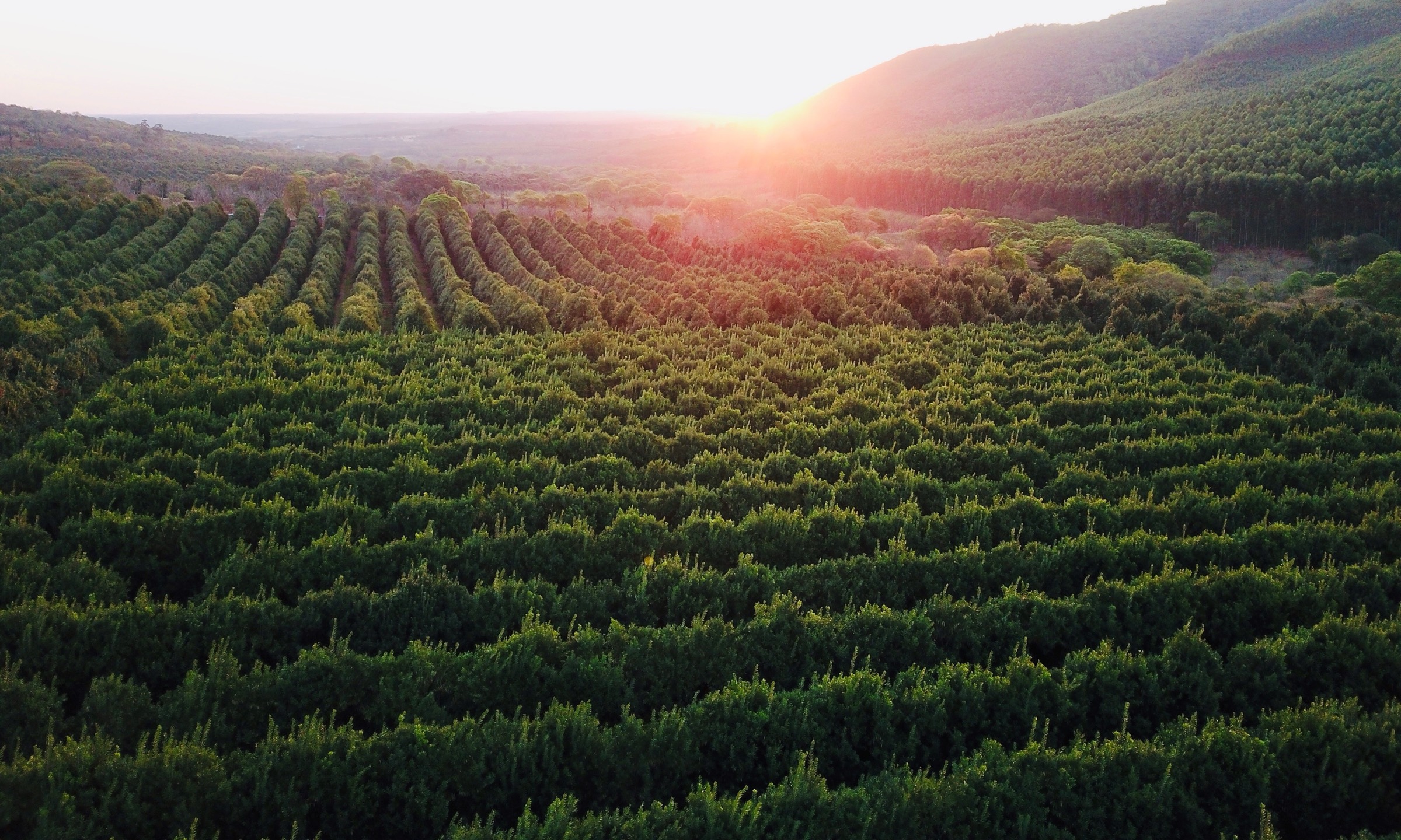 Aerial view of green crop rows with the sun rising over distant hills